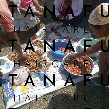 Pure Batana Oil  #1 Authentic Hair Growth & Repair Oil from Honduras