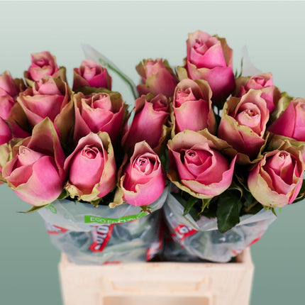 Rose Belle Rose (20 Stems)