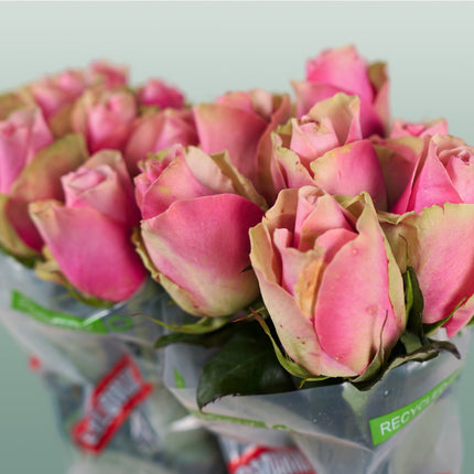 Rose Belle Rose (20 Stems)