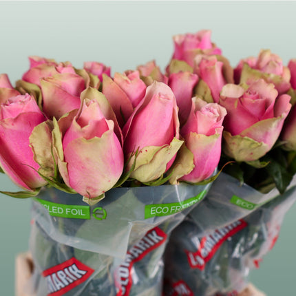 Rose Belle Rose (20 Stems)