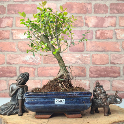 Bird Plum (Sageretia) Bonsai Tree | Broom | In 15cm Pot