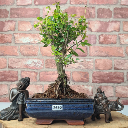 Bird Plum (Sageretia) Bonsai Tree | Broom | In 15cm Pot
