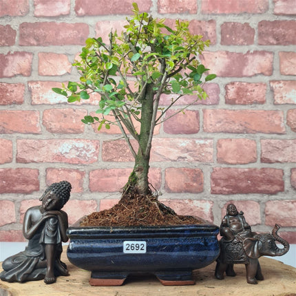 Bird Plum (Sageretia) Bonsai Tree | Broom | In 15cm Pot