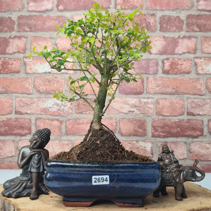 Bird Plum (Sageretia) Bonsai Tree | Broom | In 15cm Pot