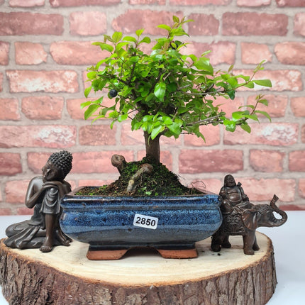 Bird Plum (Sageretia) Bonsai Tree | Broom | In 15cm Pot