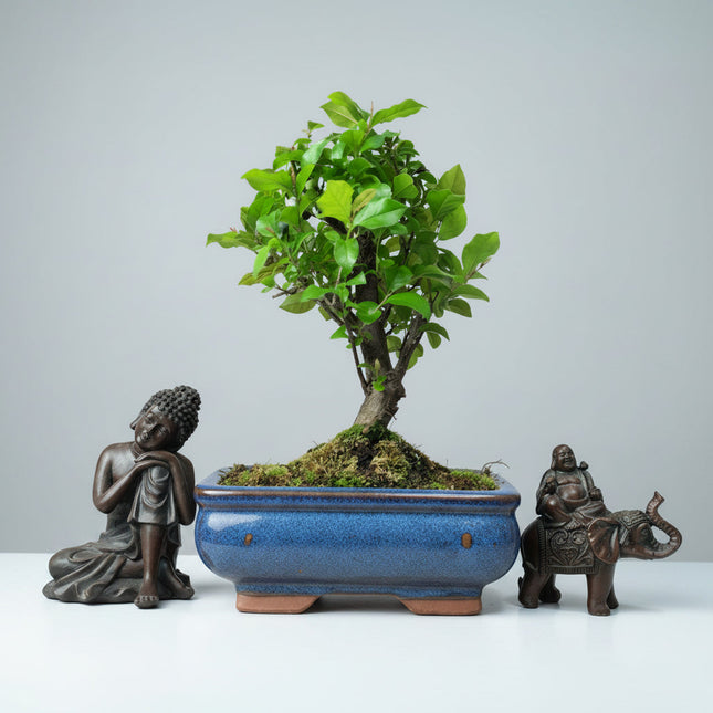 Bird Plum (Sageretia) Bonsai Tree | Broom | In 15cm Pot