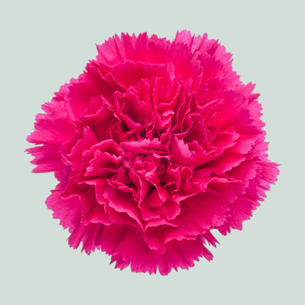 Carnation Standard Bizet (20 Stems)