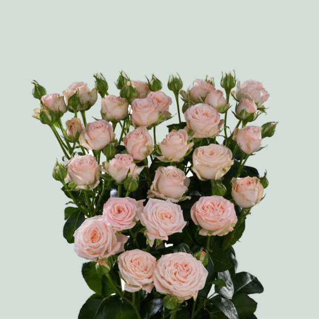Spray Rose Bombastic
