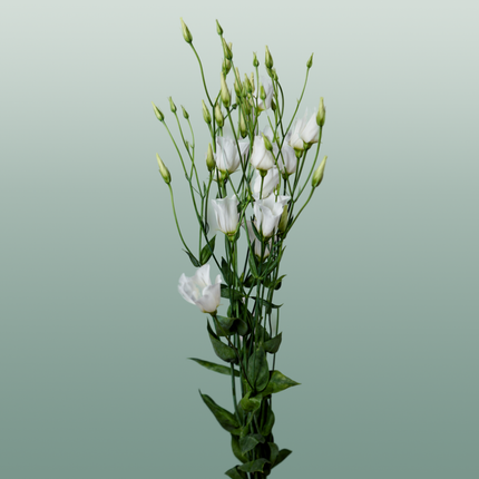 Eustoma Botanic white (10 Stems)