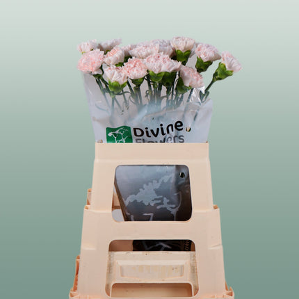 Carnation Standard Brut (20 Stems)