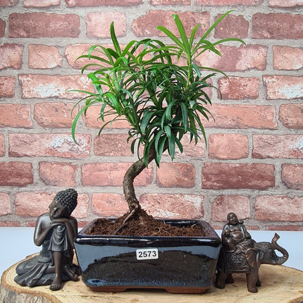 Buddhist Pine (Podocarpus Micro) Bonsai Tree | Shaped | In 15cm Pot