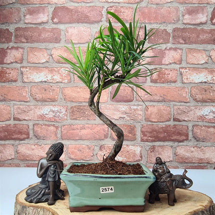 Buddhist Pine (Podocarpus Micro) Bonsai Tree | Shaped | In 15cm Pot