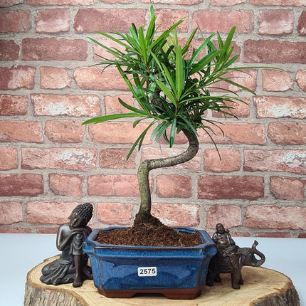 Buddhist Pine (Podocarpus Micro) Bonsai Tree | Shaped | In 15cm Pot