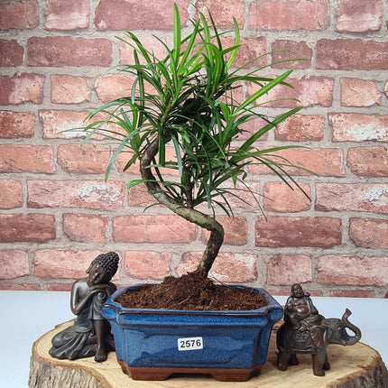 Buddhist Pine (Podocarpus Micro) Bonsai Tree | Shaped | In 15cm Pot
