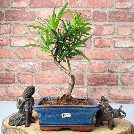 Buddhist Pine (Podocarpus Micro) Bonsai Tree | Shaped | In 15cm Pot