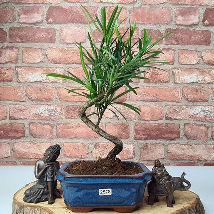 Buddhist Pine (Podocarpus Micro) Bonsai Tree | Shaped | In 15cm Pot