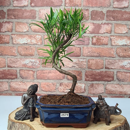 Buddhist Pine (Podocarpus Micro) Bonsai Tree | Shaped | In 15cm Pot