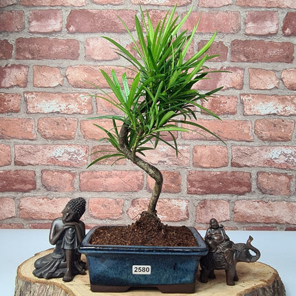 Buddhist Pine (Podocarpus Micro) Bonsai Tree | Shaped | In 15cm Pot