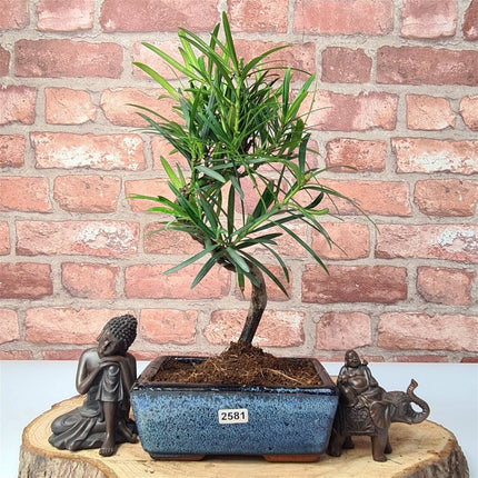 Buddhist Pine (Podocarpus Micro) Bonsai Tree | Shaped | In 15cm Pot
