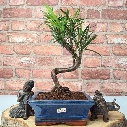 Buddhist Pine (Podocarpus Micro) Bonsai Tree | Shaped | In 15cm Pot