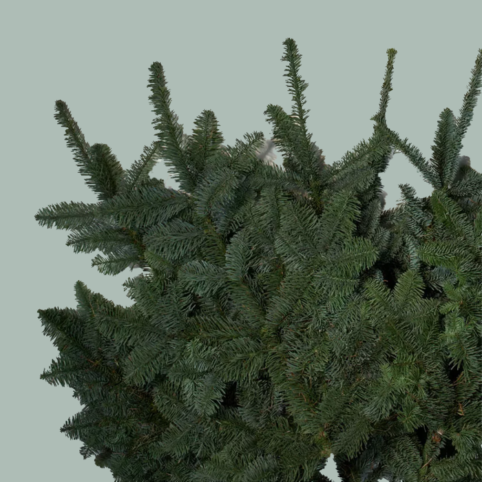 Nordmann Blue Spruce - Other Greenery Per Bunch