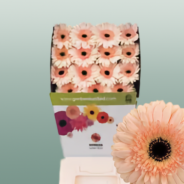 Gerbera Cafe Del Mar (15 Stems)
