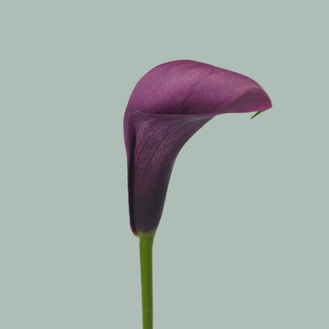 Calla Accent (10 Stems)
