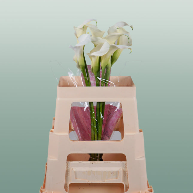 Calla Captain Ventura (10 Stems)