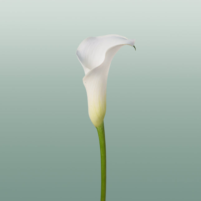 Calla Captain Ventura (10 Stems)