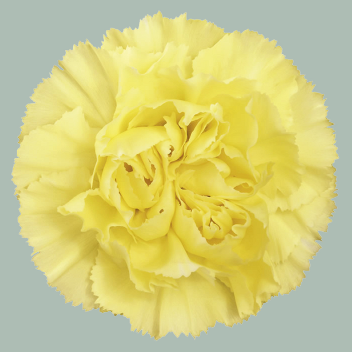 Carnation Standard Diletta