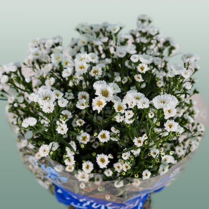 Aster Cassy (25 Stems)
