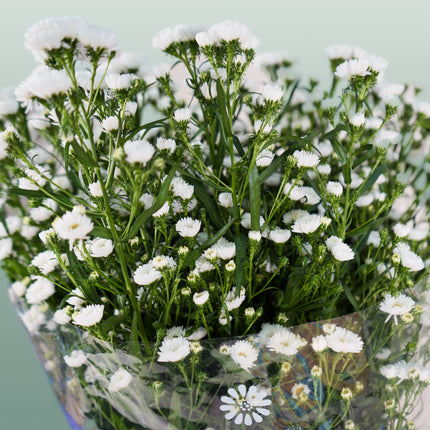 Aster Cassy (25 Stems)