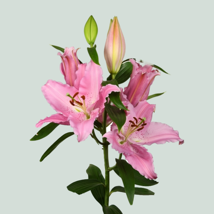 Lily Catemaco (OR) (10 Stems)