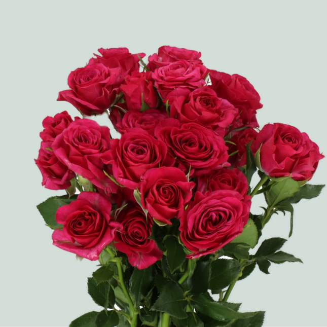 Spray Rose Cheyenne