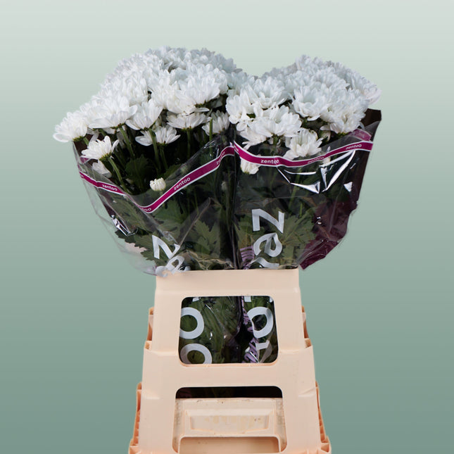 Chrysanthemum Spray Chic/ Kennedy