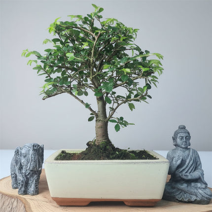 Chinese Elm (Ulmus Parvifolia) Bonsai Tree | Broom | In 15cm Pot