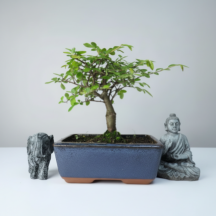 Chinese Elm (Ulmus Parvifolia) Bonsai Tree | Broom | In 15cm Pot
