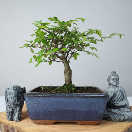 Chinese Elm (Ulmus Parvifolia) Bonsai Tree | Broom | In 15cm Pot