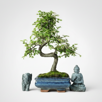 Chinese Elm (Ulmus Parvifolia) Bonsai Tree | Shaped | In 15cm Pot