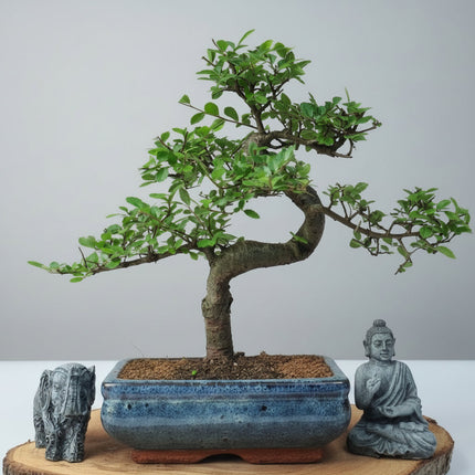 Chinese Elm (Ulmus Parvifolia) Bonsai Tree | Shaped | In 20cm Pot
