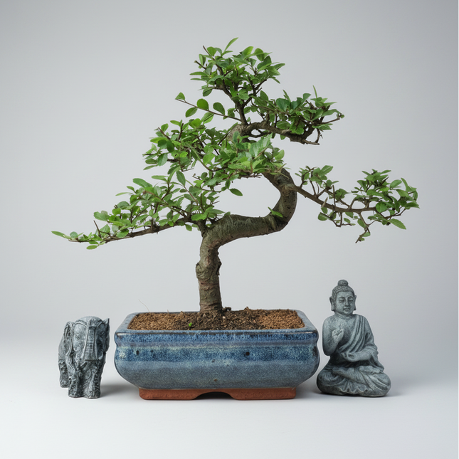 Chinese Elm (Ulmus Parvifolia) Bonsai Tree | Shaped | In 20cm Pot