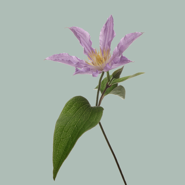 Clematis Amazing London (10 Stems)