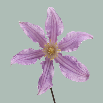 Clematis Amazing London (10 Stems)