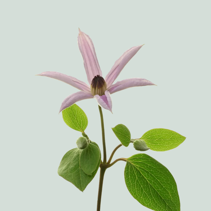 Clematis Amazing Miami