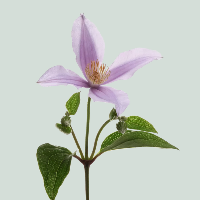 Clematis Star River