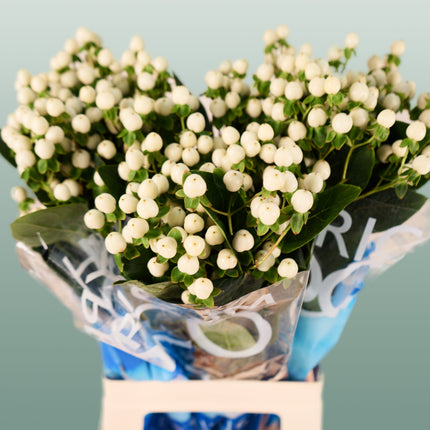 Hypericum Coco Uno (30 Stems)