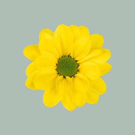 Chrysanthemum Spray Copa