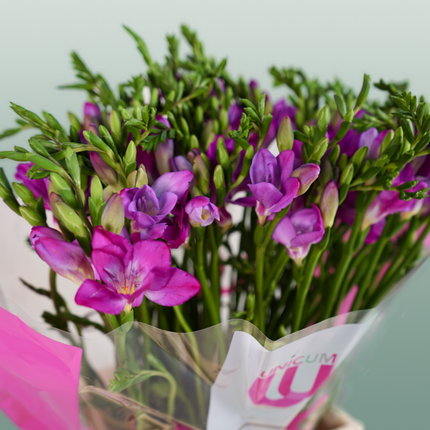 Freesia Costa