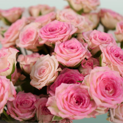 Spray Rose Creamy Twister