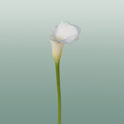 Calla Crystal Blush